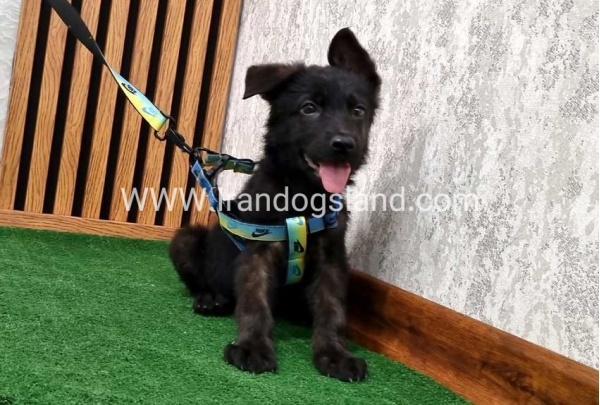 twlh-zhrmn-shprd-german-shepherd-134_7