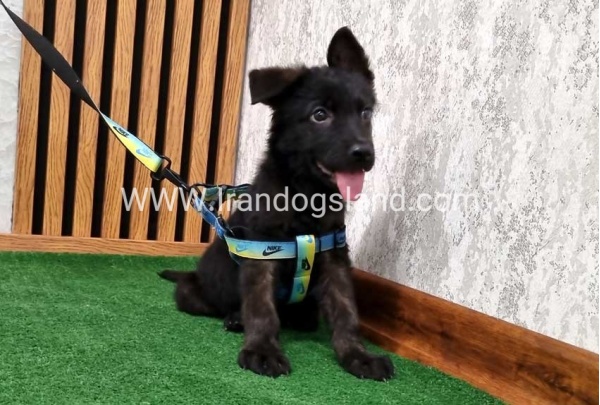 twlh-zhrmn-shprd-german-shepherd-134_8