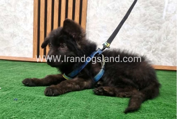 twlh-zhrmn-shprd-german-shepherd-139_1