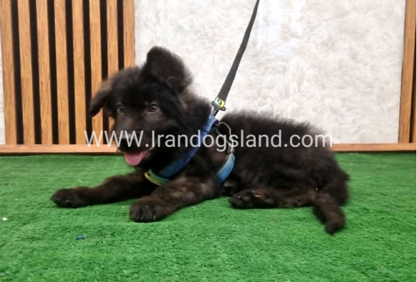 twlh-zhrmn-shprd-german-shepherd-139_2