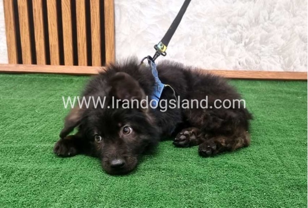 twlh-zhrmn-shprd-german-shepherd-139_4