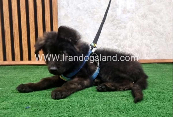 twlh-zhrmn-shprd-german-shepherd-139_5