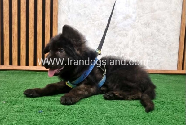 twlh-zhrmn-shprd-german-shepherd-139_6