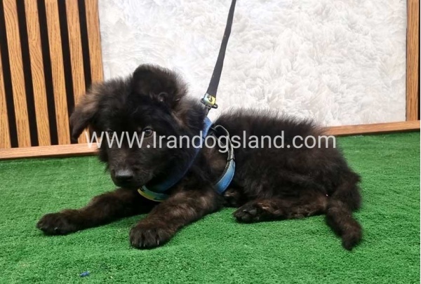 twlh-zhrmn-shprd-german-shepherd-139_7