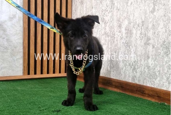 twlh-zhrmn-shprd-german-shepherd-140_1