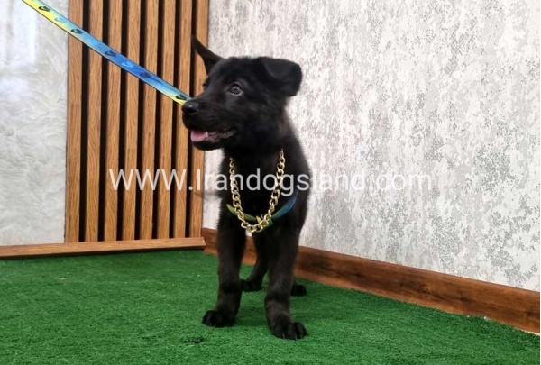 twlh-zhrmn-shprd-german-shepherd-140_2