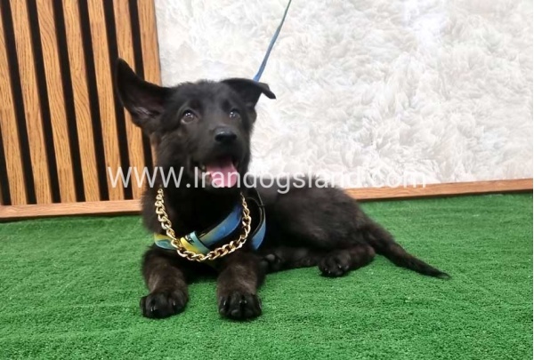 twlh-zhrmn-shprd-german-shepherd-140_3