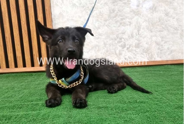 twlh-zhrmn-shprd-german-shepherd-140_4