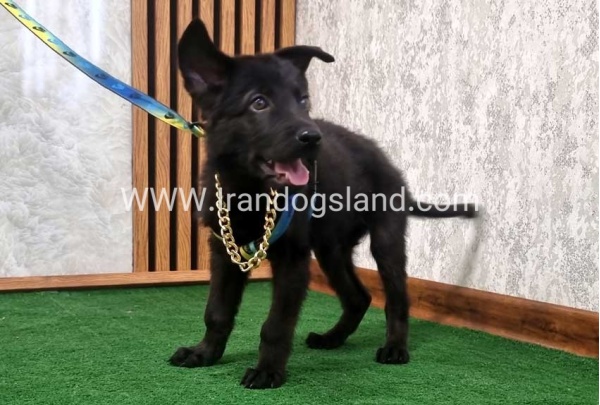 twlh-zhrmn-shprd-german-shepherd-140_5