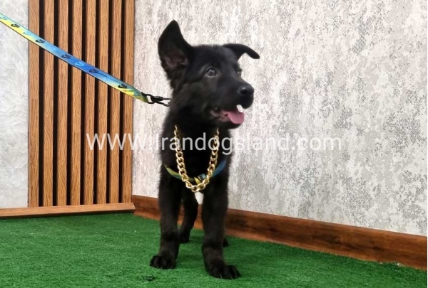 twlh-zhrmn-shprd-german-shepherd-140_6