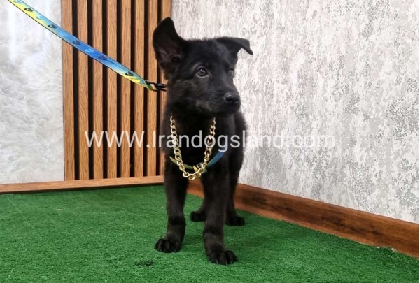 twlh-zhrmn-shprd-german-shepherd-140_7