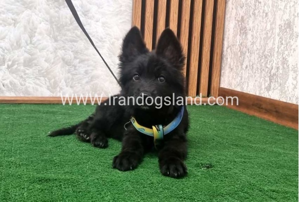 twlh-zhrmn-shprd-german-shepherd-142_1