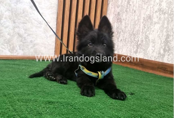 twlh-zhrmn-shprd-german-shepherd-142_2