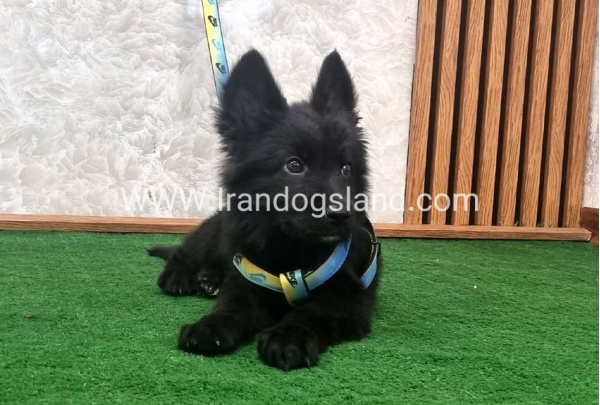 twlh-zhrmn-shprd-german-shepherd-142_3