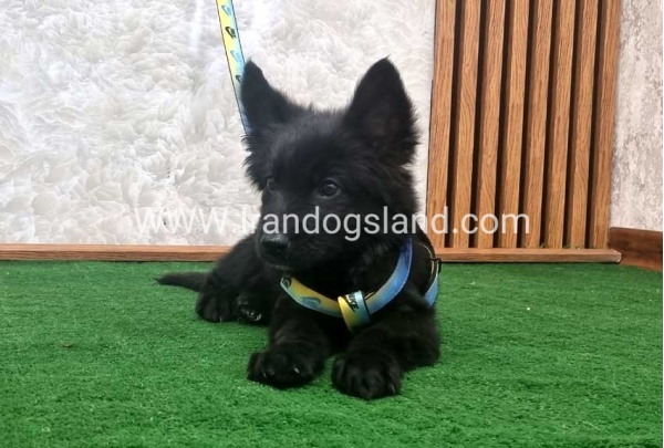 twlh-zhrmn-shprd-german-shepherd-142_4