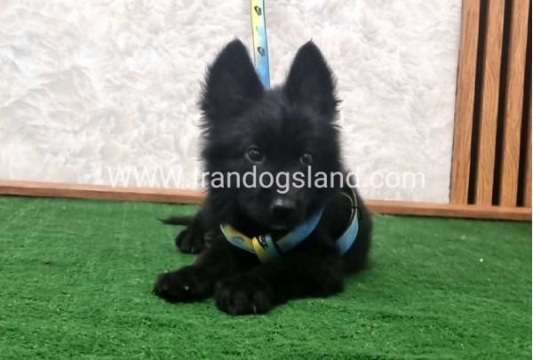 twlh-zhrmn-shprd-german-shepherd-142_5
