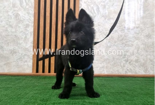 twlh-zhrmn-shprd-german-shepherd-142_6