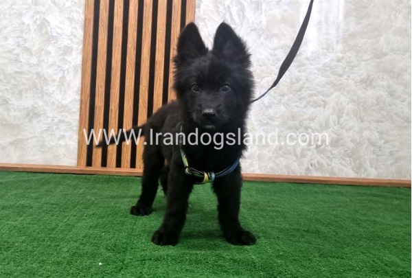twlh-zhrmn-shprd-german-shepherd-142_7
