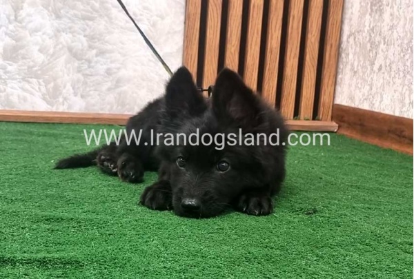 twlh-zhrmn-shprd-german-shepherd-142_8