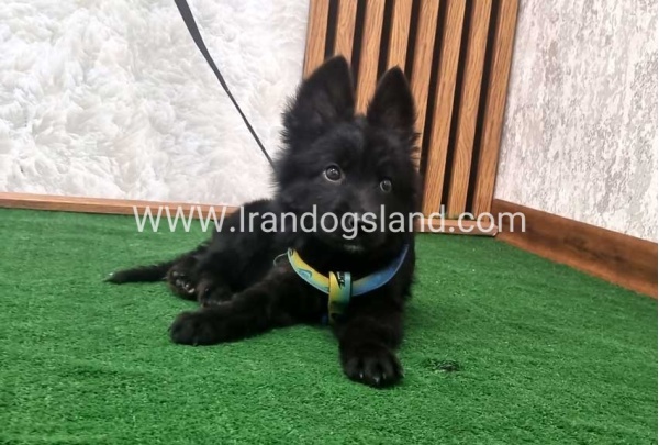 twlh-zhrmn-shprd-german-shepherd-142_9