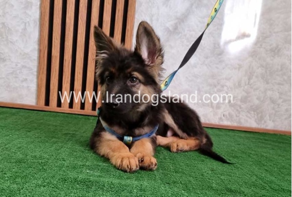 twlh-zhrmn-shprd-german-shepherd-144_1