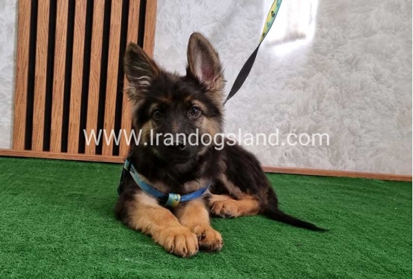 twlh-zhrmn-shprd-german-shepherd-144_10