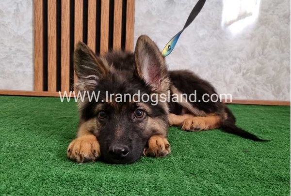 twlh-zhrmn-shprd-german-shepherd-144_2