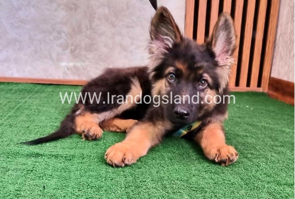 twlh-zhrmn-shprd-german-shepherd-144_3