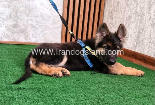 twlh-zhrmn-shprd-german-shepherd-144_4