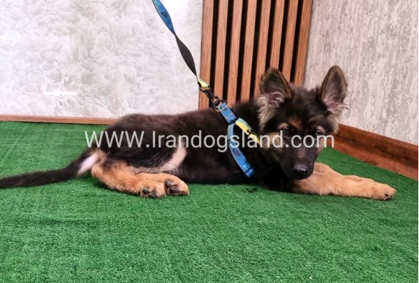 twlh-zhrmn-shprd-german-shepherd-144_5
