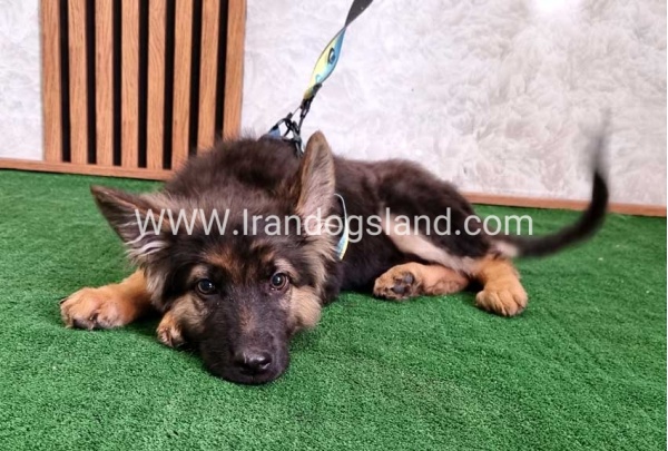 twlh-zhrmn-shprd-german-shepherd-144_6