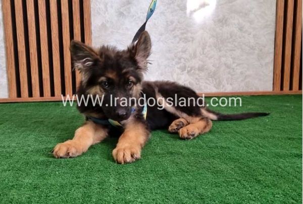 twlh-zhrmn-shprd-german-shepherd-144_7