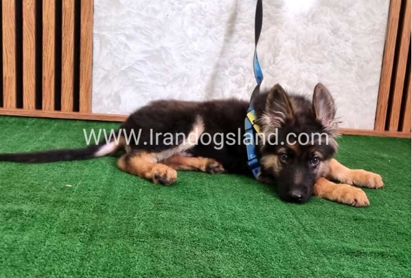 twlh-zhrmn-shprd-german-shepherd-144_8