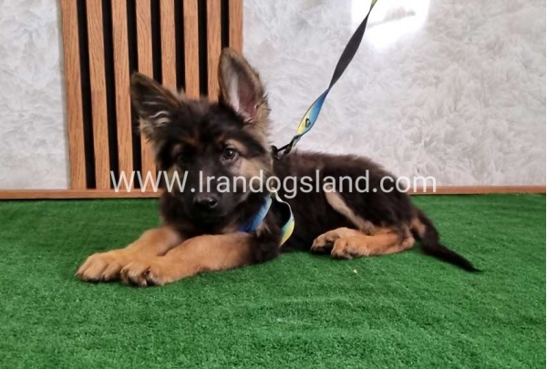 twlh-zhrmn-shprd-german-shepherd-144_9
