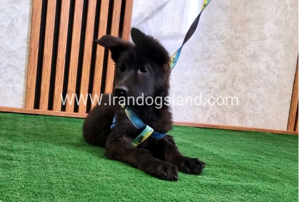 twlh-zhrmn-shprd-german-shepherd-145_1