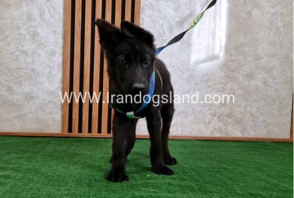 twlh-zhrmn-shprd-german-shepherd-145_2