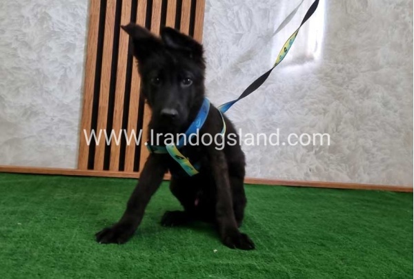 twlh-zhrmn-shprd-german-shepherd-145_3