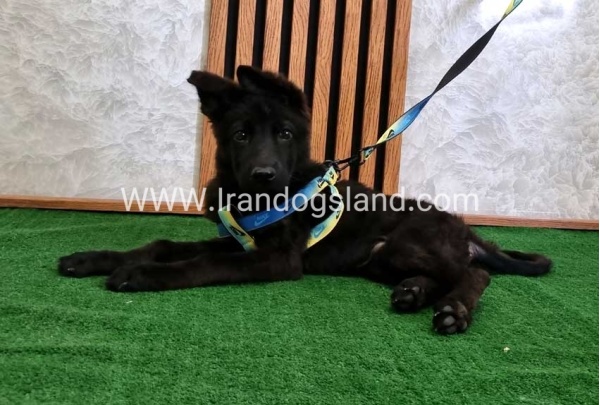 twlh-zhrmn-shprd-german-shepherd-145_4