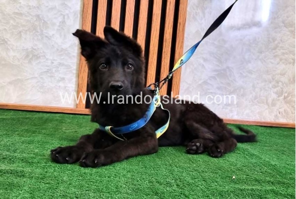 twlh-zhrmn-shprd-german-shepherd-145_5