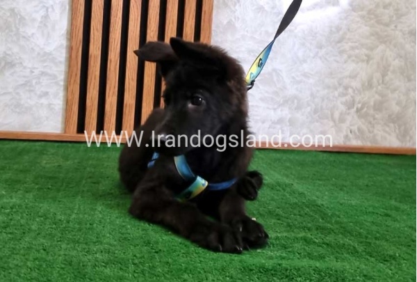 twlh-zhrmn-shprd-german-shepherd-145_6