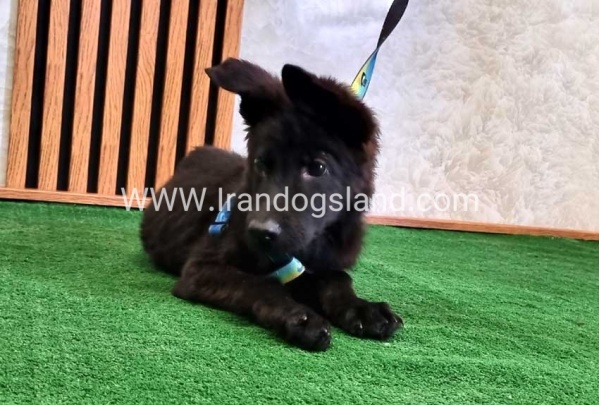 twlh-zhrmn-shprd-german-shepherd-145_7