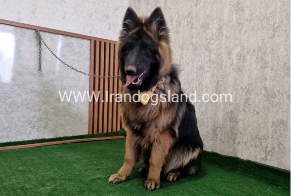 twlh-zhrmn-shprd-german-shepherd-149_10