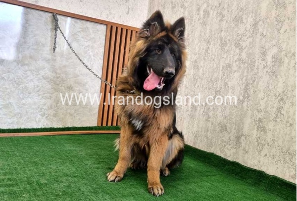twlh-zhrmn-shprd-german-shepherd-149_4