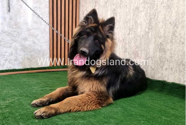 twlh-zhrmn-shprd-german-shepherd-149_5