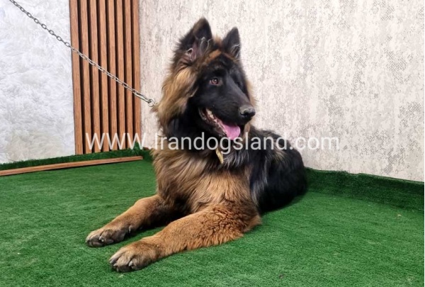 twlh-zhrmn-shprd-german-shepherd-149_6