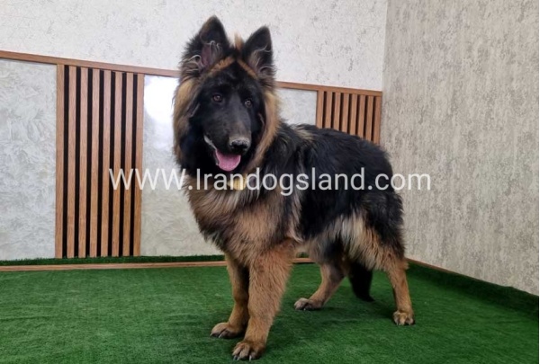 twlh-zhrmn-shprd-german-shepherd-149_7