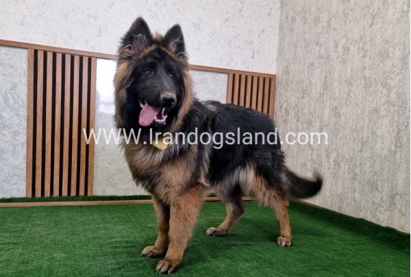 twlh-zhrmn-shprd-german-shepherd-149_8