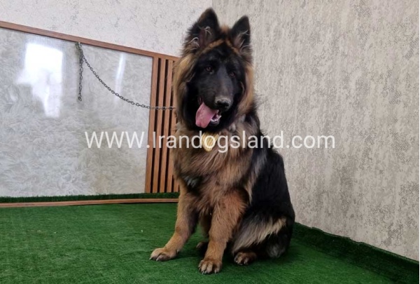 twlh-zhrmn-shprd-german-shepherd-149_9