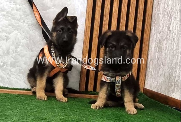 twlh-zhrmn-shprd-german-shepherd-151_2