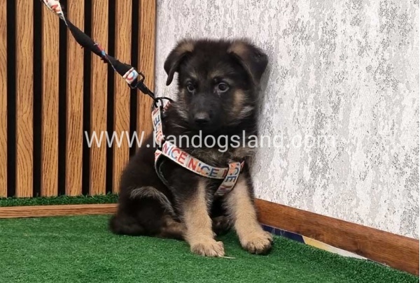 twlh-zhrmn-shprd-german-shepherd-151_3
